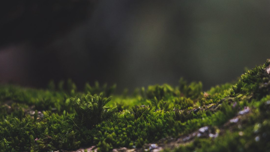 Imagen-Beethoven-y-los-sonidos-de-la-naturaleza-cartel